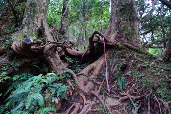 新竹關西鎮 水田林道之貴妃&那結山連走1539732