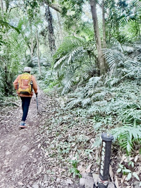 雪山坑步道悠遊順訪雪山坑山(再訪)  2025.12.32953732