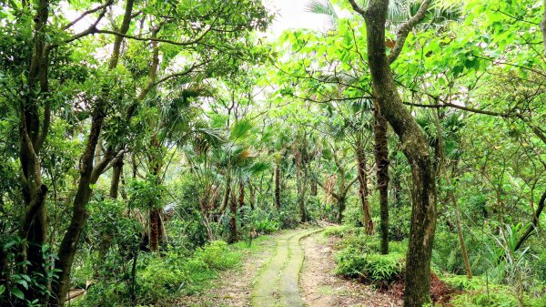 南港四小山。韓美磋2766487