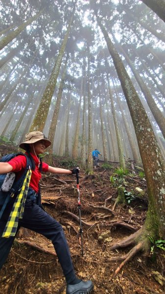 放眼盡在柳杉林的民都有山1876139