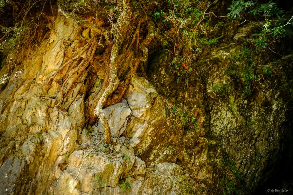 [冬訪大霸聖山岳參行]-大鹿林道東線榆金楓紅與九九山莊精選輯2974713