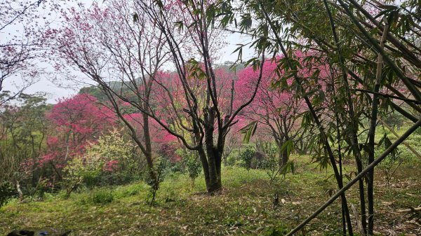 20260220大慈寺參拜道-四十基石-中正山-中正山東南峰3002845