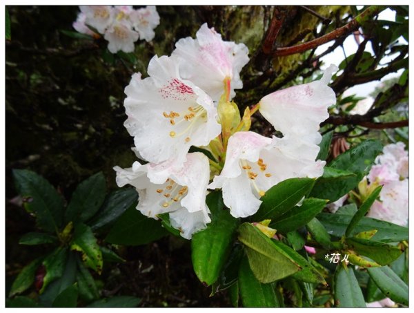 合歡石門山步道907864