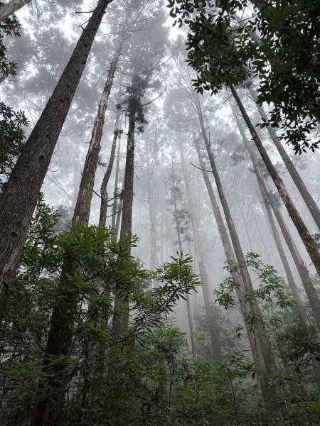 橫嶺山走走避暑趣 2025.6.112815421
