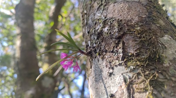 嘉義縣最遙遠的南霞山2698992
