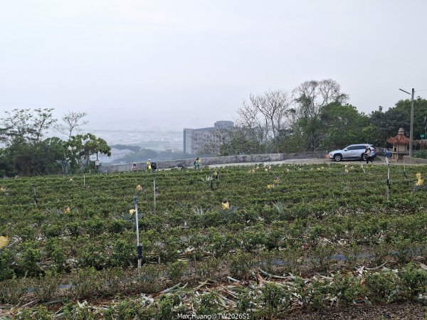 《南投》幸運之花｜草尾嶺步道賞血藤花202603293025005