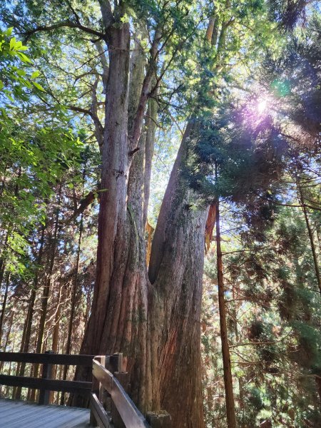檜山巨木森林步道2394999