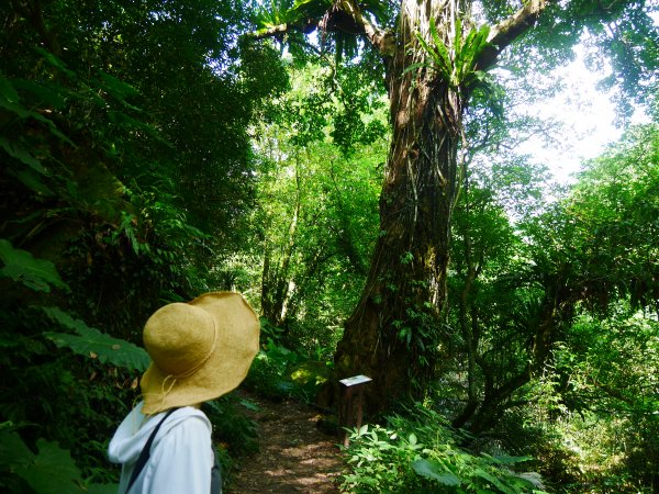 南坪、馬胎古道1001626