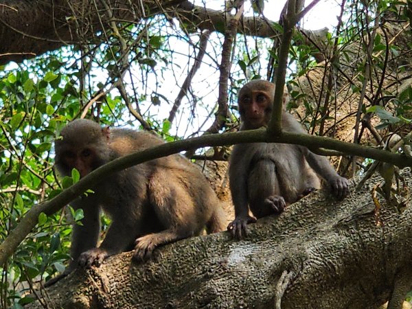 小百岳No.77⛰壽山3025165