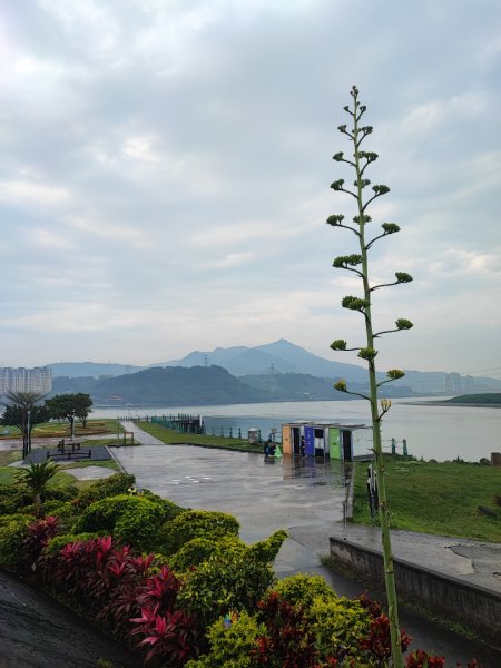 2024年臺北大縱走第八段：捷運動物園站至捷運關渡站2471076