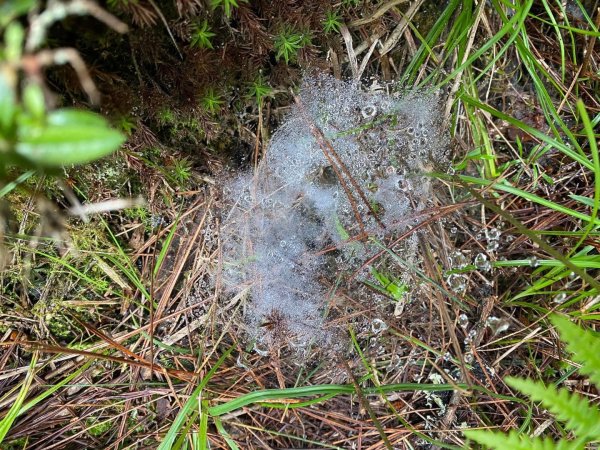 塔塔加黑森林2668041