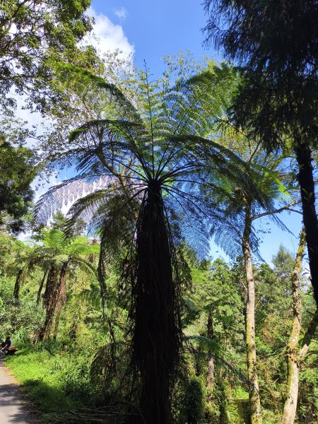 [百山百鳥尋旅-05/15] 2025_0830 溪頭賞鳥步道_銀杏步道2875521
