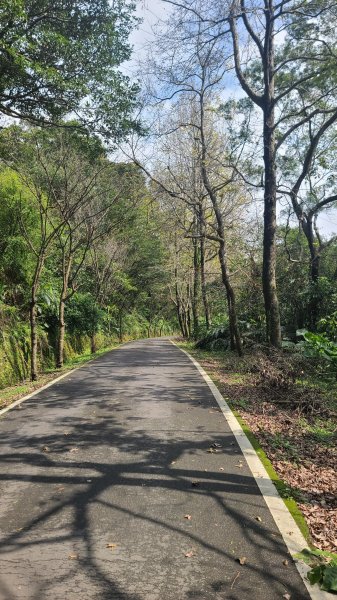 2025-0204 鶯歌_大凍山_三角埔頂山_迴龍2707870