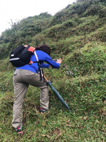 【新北-臺灣百大必訪步道】灣坑頭山→福德山→桃源谷草嶺線→大溪線→蕃薯寮山→大溪火車站1524628