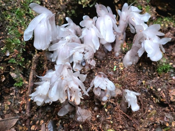 橫嶺山／沙蓮山／笛吹山O繞2787700