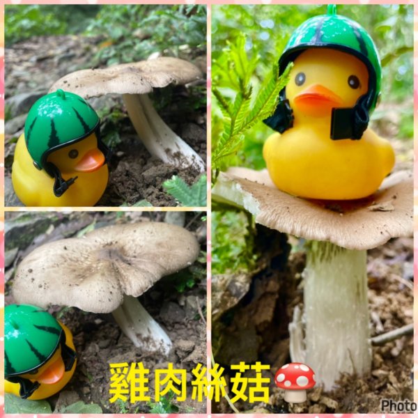 淡蘭古道北中南路全段共15段2568009