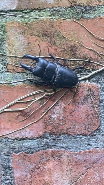 微笑山線大棟山系2838338