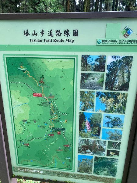 1120924阿里山塔山及水山療癒步道2642848