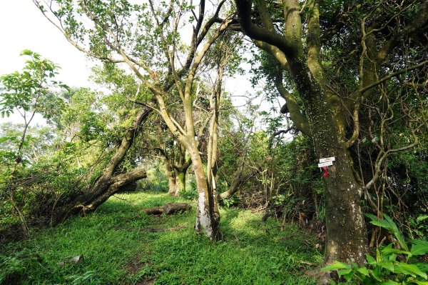 新北 瑞芳 粗坑口尖、碇內尖山、粗坑頭山、龍門山、滴水山2838273