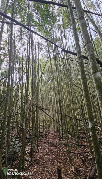 屯野生台山(秀巒山)＆石麻達山連走3129374