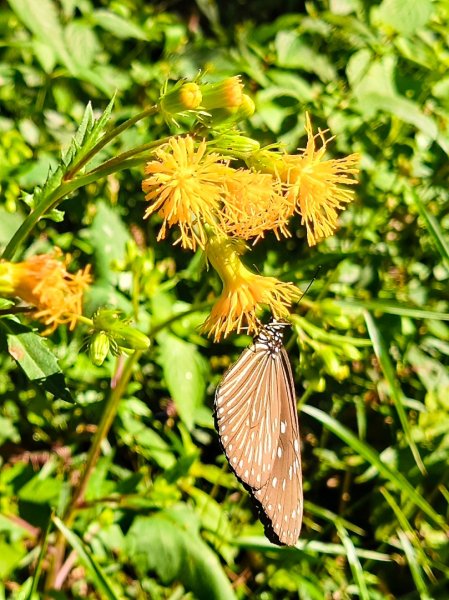 貴妃那結P 型縱走11310122621972
