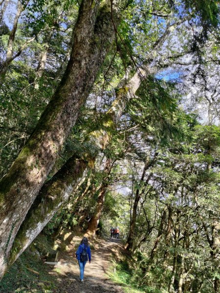 【新竹縣五峰鄉】檜山巨木森林步道2833703