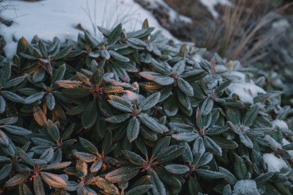 【玉山】主峰北峰二日，臺灣第一高峰雪季最美角度1881266
