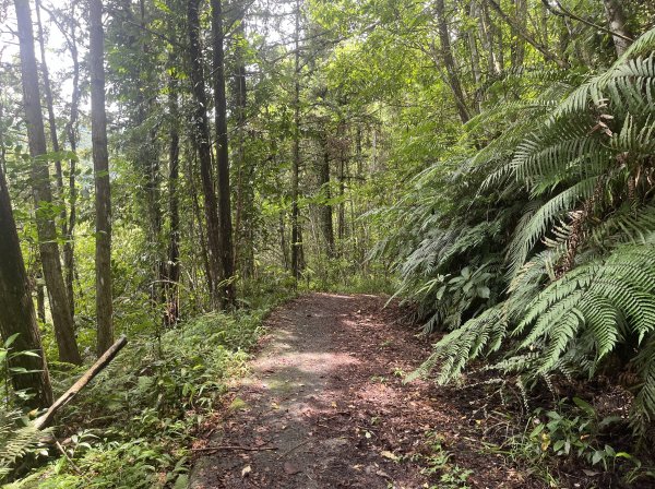 [皮皮獅Hike客任務-05/10] 2024_0721 石硬子古道(石峎古道)2557525