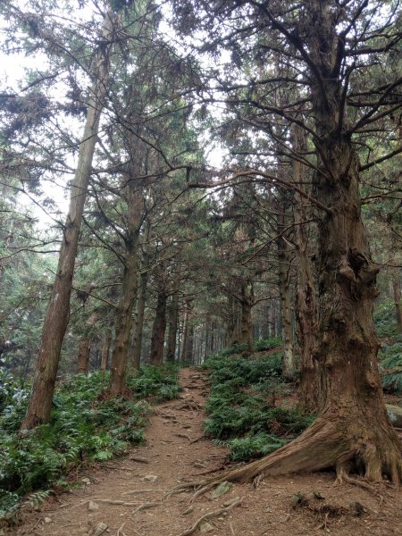 香杉秘境@長壽山：還有孟宗竹林及柳杉混合林、加碼夫妻樹1480566