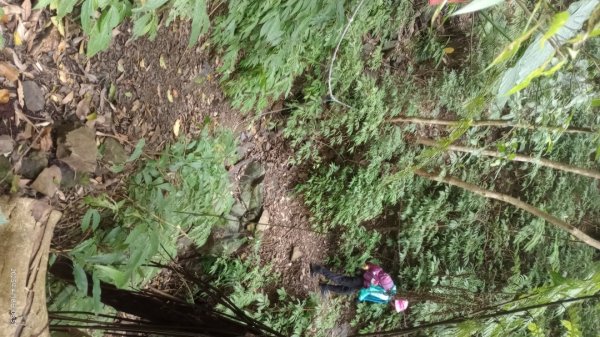 逐鹿卡保山賞一葉蘭2760878