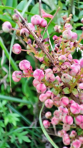 合歡山群峰（南峰、石門山、尖山、東峰）2626801