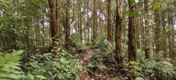 2025/05/17-凌空廊道至比麟山來回2790076