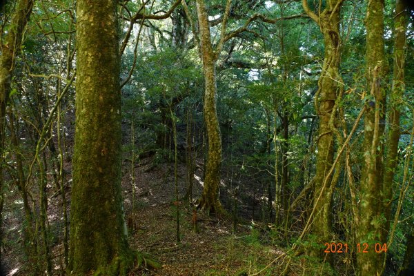 新竹 尖石 養老山、基那吉山1538927