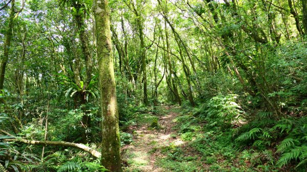 大湖尾,溪尾寮,藤寮坑古道2877515