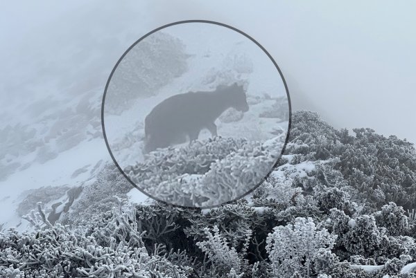 雪山薄雪輕健行1585778