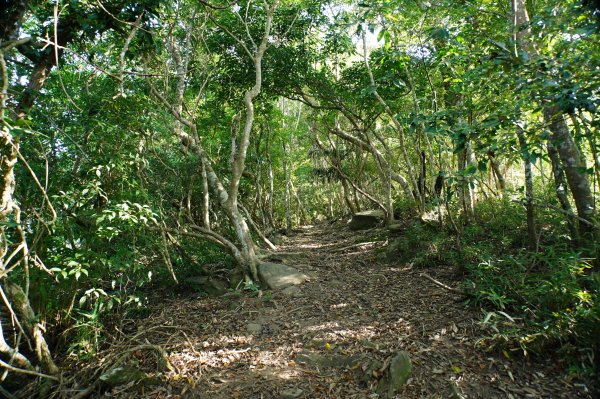 宜蘭 南澳 澳花山2881281