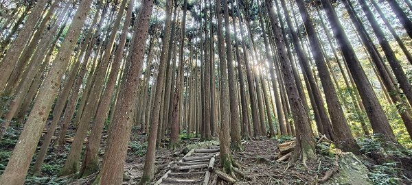 2026/03/18 加里山+大坪山 O型3020000