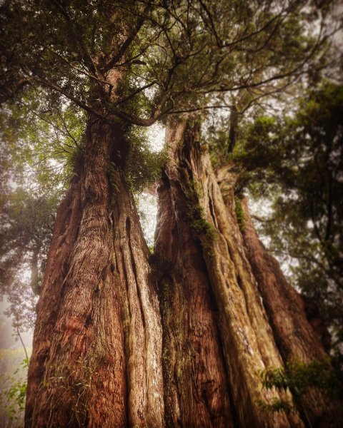 二延坪_鹿林山2865321