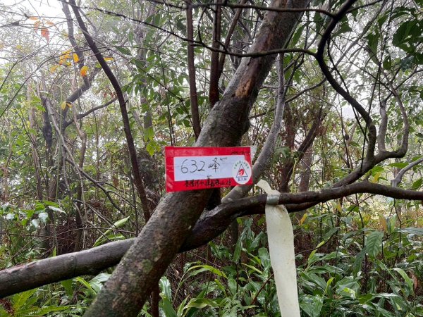 新北 汐止 柯子林橋-柯子林天然泳池-友蚋山南峰-友蚋山-新山-夢湖-柯子林橋2988392