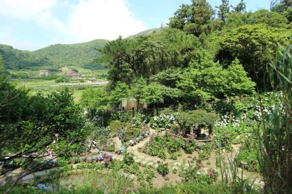 陽明山  頂湖環狀步道  ，竹子湖芋見小路 歐洲庭園 浪漫繡球花步道2174260