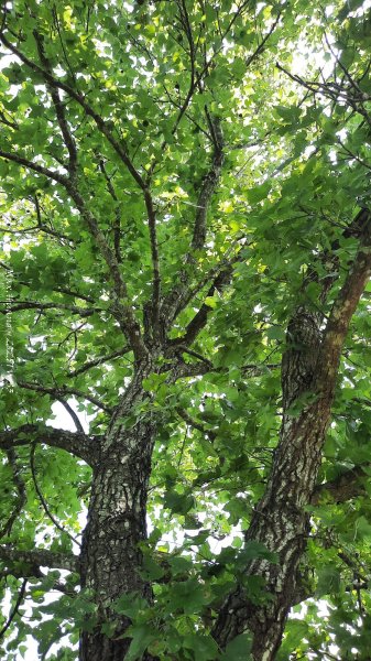 《南投》峰峰相連｜草屯九九峰森林步道O型202509062879250