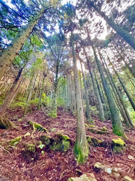 觀霧-榛山步道2926003