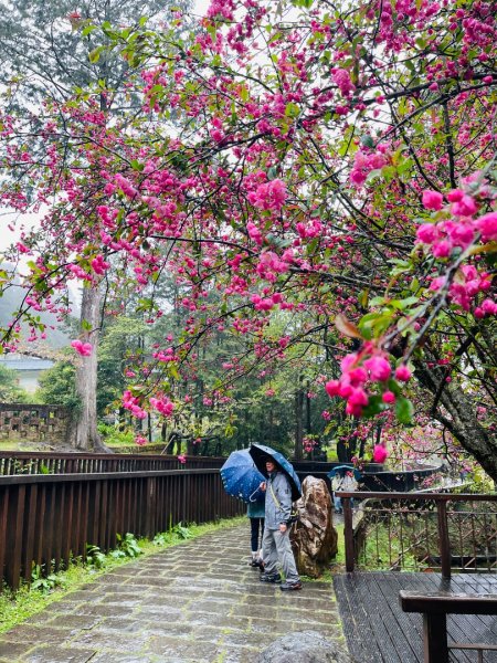 1150405二萬坪樹抱石封面