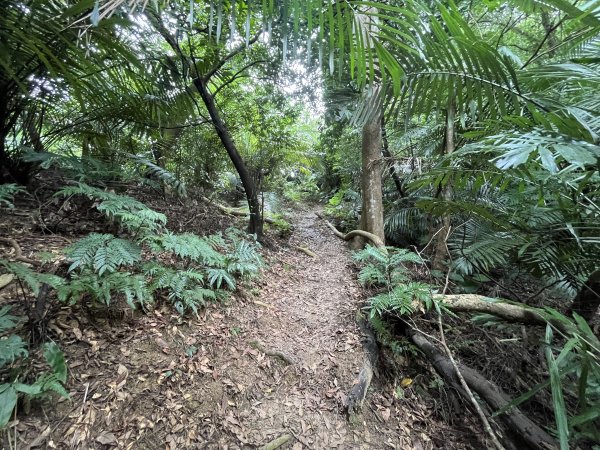 [微笑山線_第三段] 2025_0720 鳶山山系_鳶尾山2843648