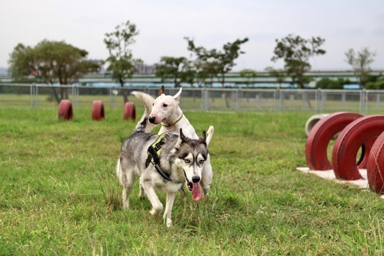 【新聞】熱爆！哈士奇公園跑步竟當場倒地 口吐白沫
