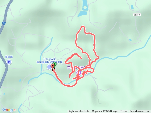 2025.01.06三灣落羽松