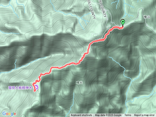 樂山林道大板根