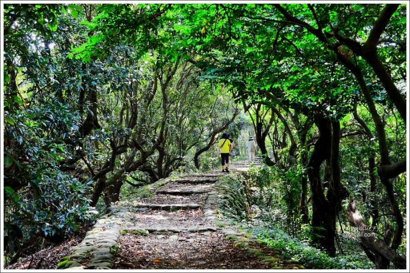 彰化 走綠蔭步道 賞平原美景 百果山 隴頂古道 萬里長城步道o形 健行筆記