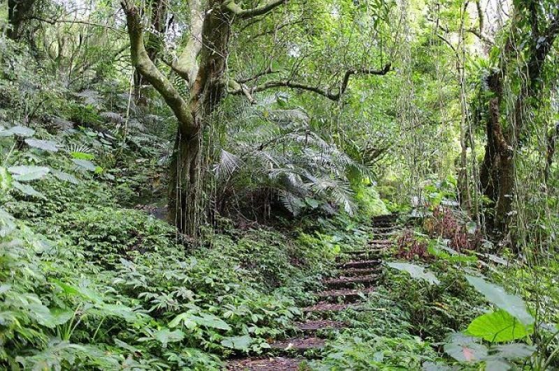 馬胎古道、南坪古道