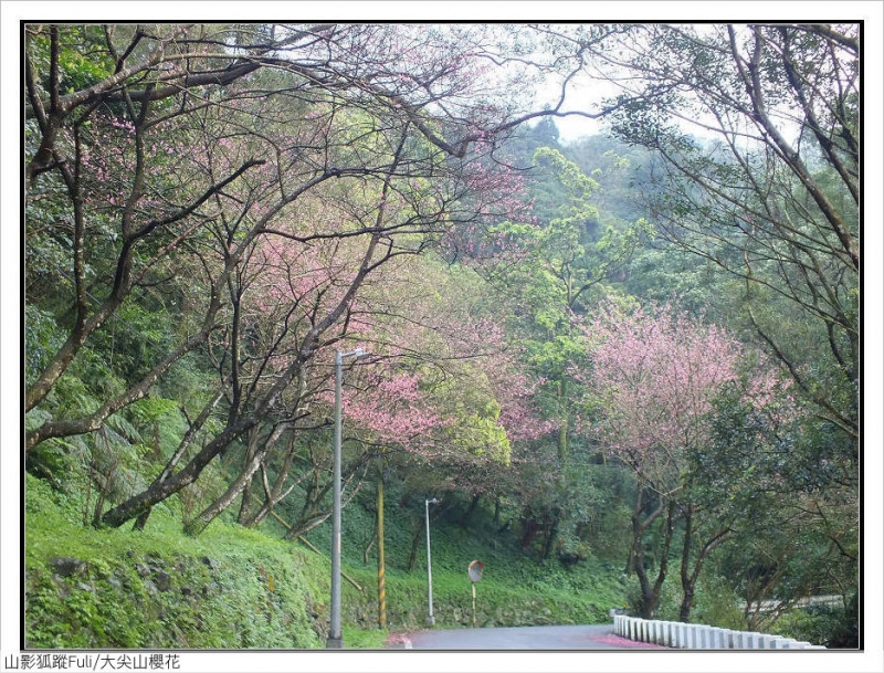 大尖山櫻花 (3).jpg - 大尖山櫻花開